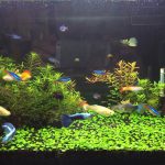 うつ病とペット飼育